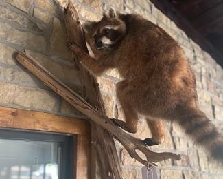 Raccoon mount