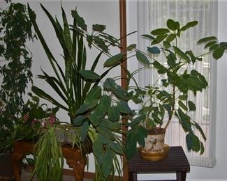 Smaller house plants