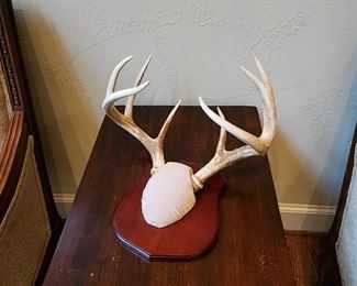 Mounted Antlers