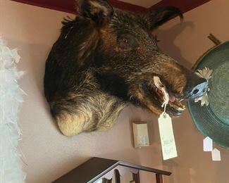 Javelina mount