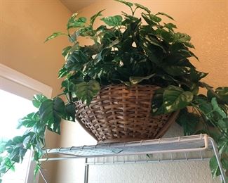 Artificial plants…..they live forever 