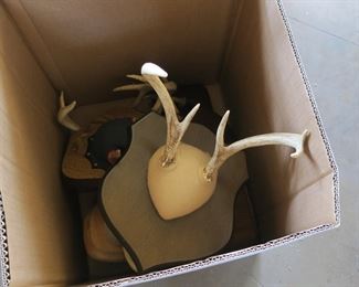 Many mounted deer horns & a deer head that needs some love, his name is Rudy.