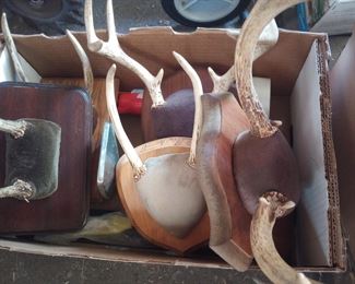Deer mounts
