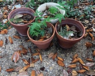 Various Planter Pots / www.contemporarycurrent.com / Whimsical In White Rock Lake