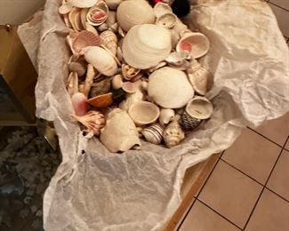 Tons of seashells