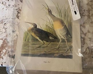 Collection of Vintage Bird Prints
