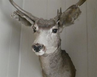 Taxidermy deer head