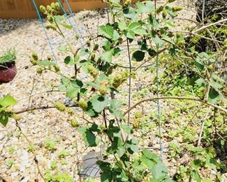Outdoor Garden Plants Rasberries