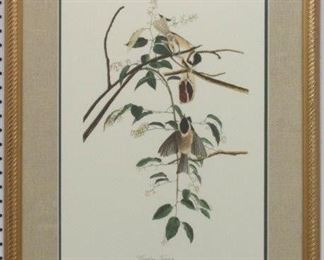9051 - CAROLINA TITMOUSE BY JOHN AUDUBON 22 X 29
