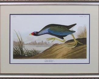 9053 - PURPLE GALLINULE BY JOHN AUDUBON 29 X 21
