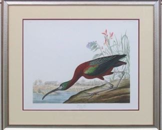 9054 - GLOSSY IBIS BY JOHN AUDUBON 28.5 X 24
