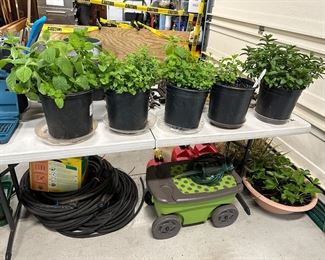 MINT PLANTS, GARDEN CADDY 