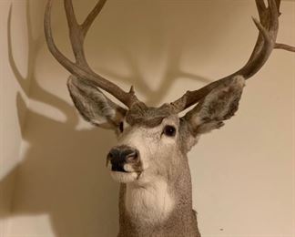 Taxidermy Buck