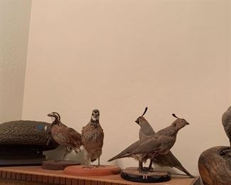 Taxidermy birds and decor
