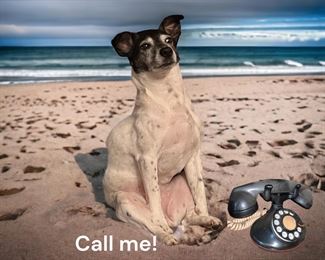 pup nfs... yes, she went on vacation without me.... 