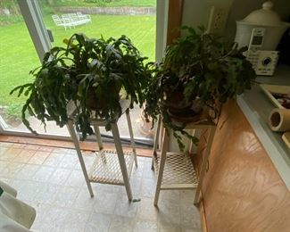 Christmas Cactus / Plant Stands