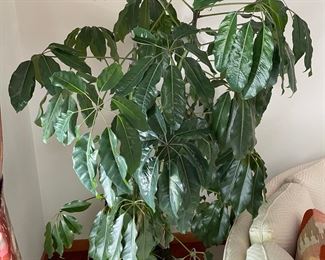 Large Avacado Plant