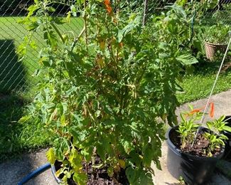 These tomatoes will be ripe and we can all have tomato sandwiches for lunch. It's always a pleasure to break break with our friends, neighbors, and customers! I'll have mine on Rye with a thin schmear of mayo. How do you do your tomato sandwich?