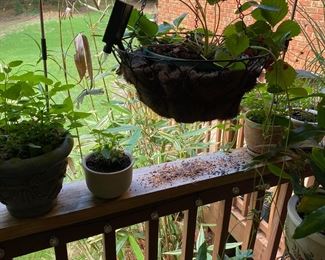 Amazing plants for sale.