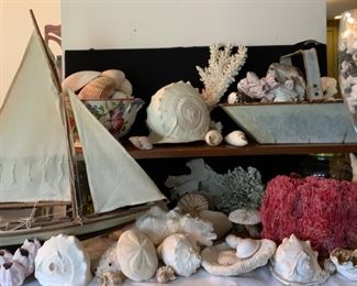 Collection of Sea Shells