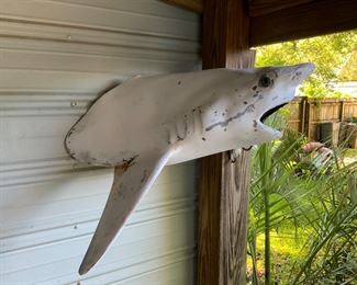 Fiberglass Shark