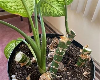 The MOST Prolific Dieffenbachia? of All Time!