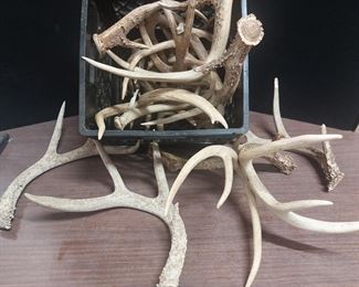 Approx a Dozen Antlers, Some Shed, Some Removed