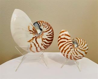 Large/Small nautilus shells w/ display stand 