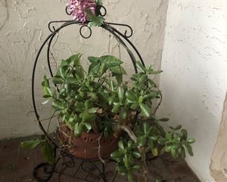Jade plant, more plants to come