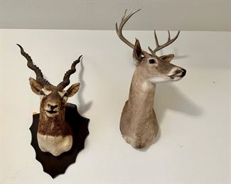 Two Animal Mounts 