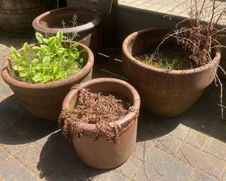 Large Terra Cotta Pots and Hostas