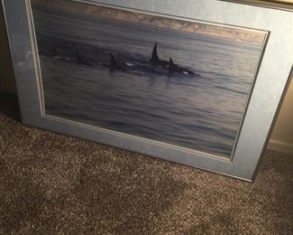 Whale Watching in the Northwest Capt. Spaulding