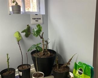 Plant rescue! They’re FREE