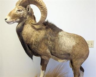 Ram
