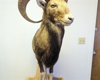 taxidermy ram