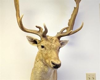 taxidermy deer head