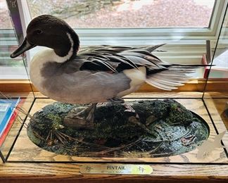 Pintail Frank K. Newmyer taxidermy mount in glass case on oak base 1983. Base: 22” x 12”
Height with glass: 16”