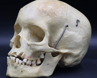 Medical Human Skull ClayAdams