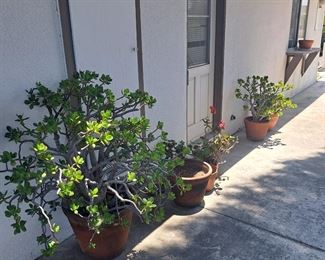 Many potted plants and empty pots