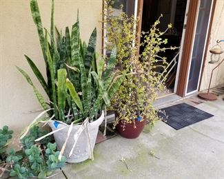 Large live potted plants 