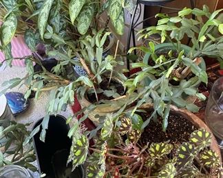 Painted Leaf Begonia, Silver King - Aglaonema 