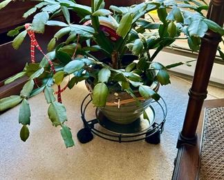 Christmas Cactus - Schlumbergera Truncate