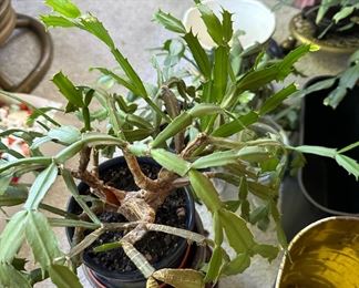 Christmas Cactus - Schlumbergera Truncate