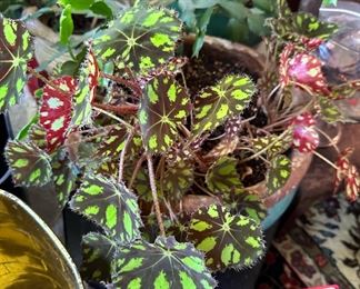Painted Leaf Begonia