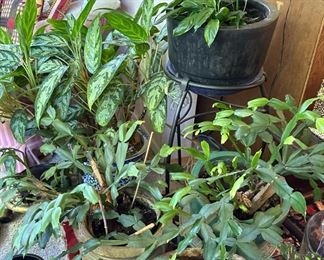 Painted Leaf Begonia, Silver King - Aglaonema, Christmas Cactus - Schlumbergera Truncate