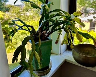 Christmas Cactus - Schlumbergera Truncate