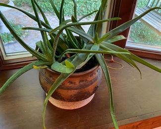 Aloe Plant 