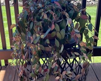 Live Lipstick Plant In Ceramic Pot With Glass Watering Tube