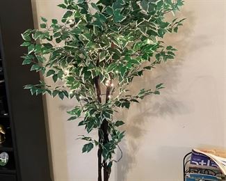 Nice Ficus, it lights up