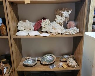 Vintage Natural coral & sea shell collection.
